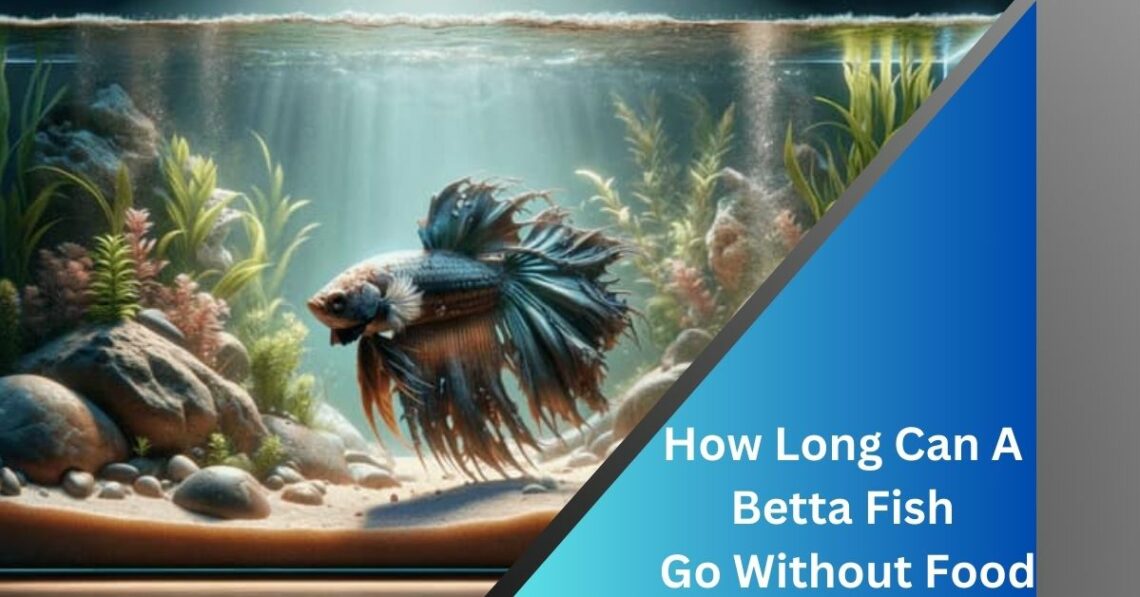 How Long Can A Betta Fish Go Without Food