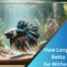 How Long Can A Betta Fish Go Without Food