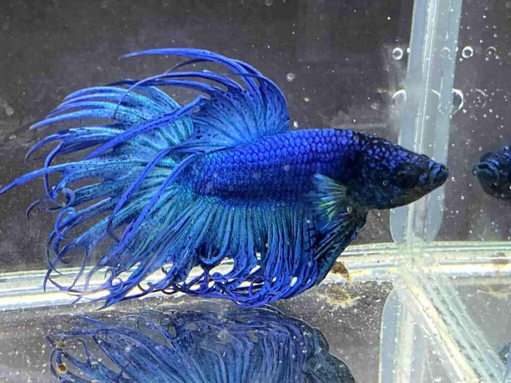 What Happens If Betta Fish Don't Eat